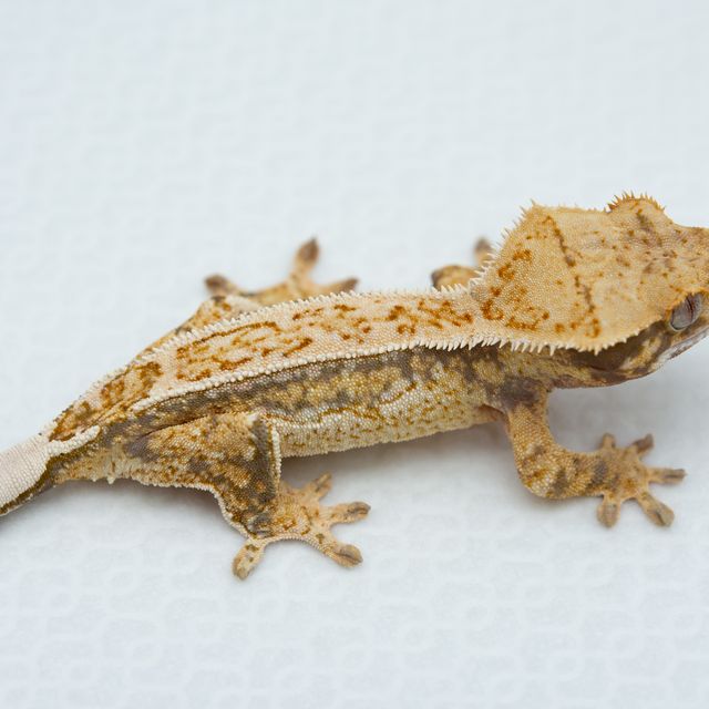 노멀 트라이 드리피 쿼드 화이트스팟