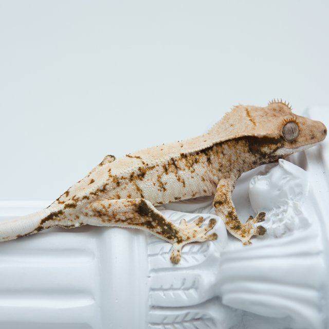 트라이 익스트림할리퀸 화이트스팟 화이트포트홀 드리피