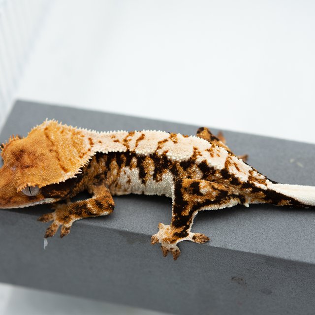 트라이 익스트림할리퀸