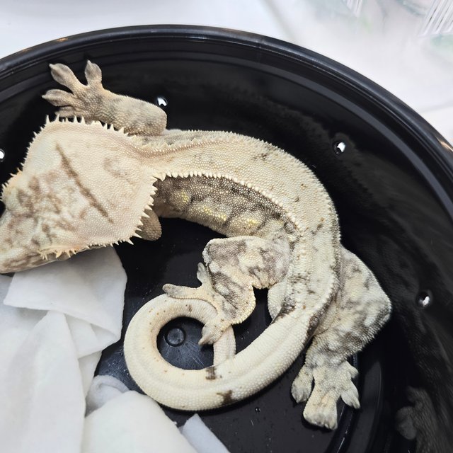 크림시클 화이트스팟 드리피