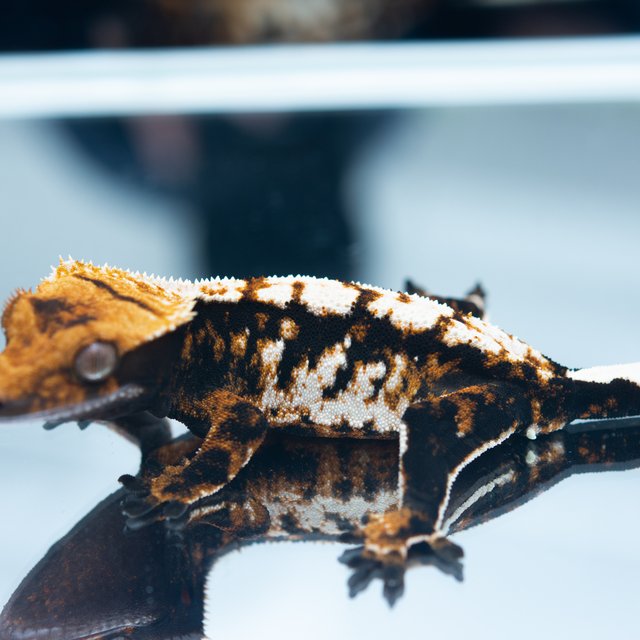 트라이 할리퀸 다크 할로윈 텐저린