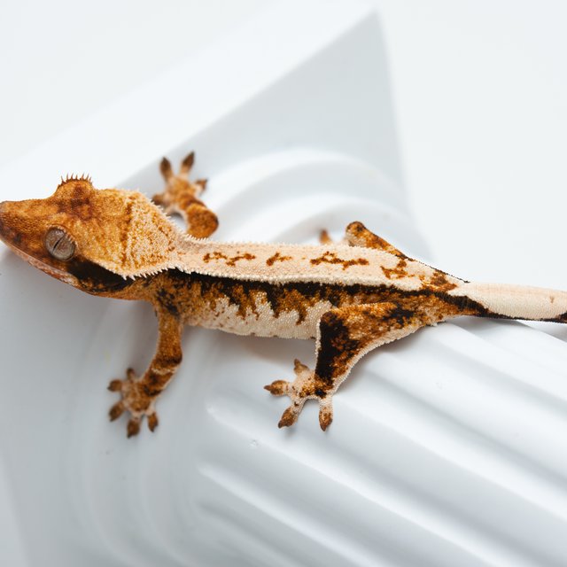 트라이 익스트림할리퀸 핀스트라이프 텐저린