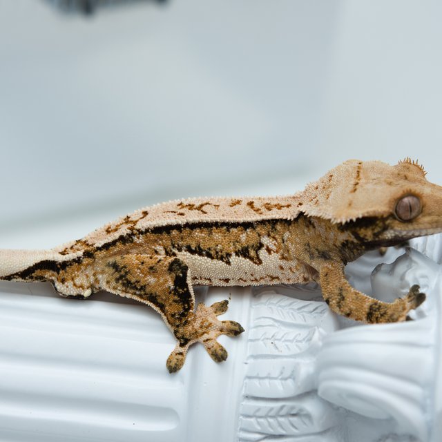 트라이 쿼드 풀핀