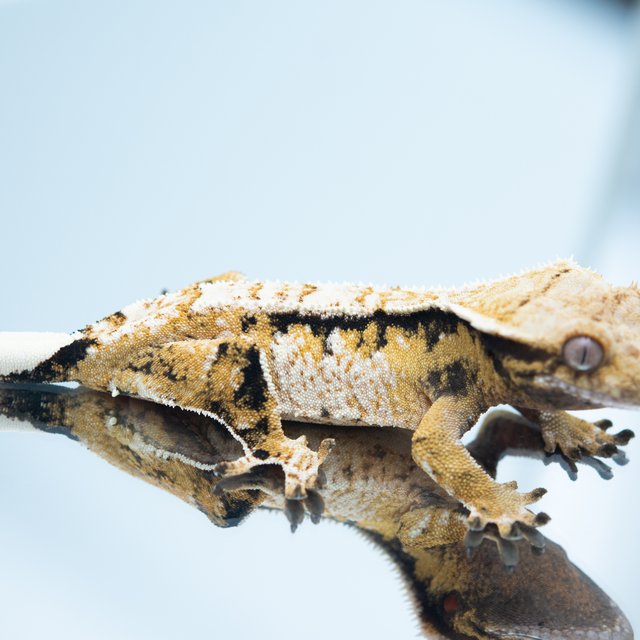 트라이 드리피 화이트스팟