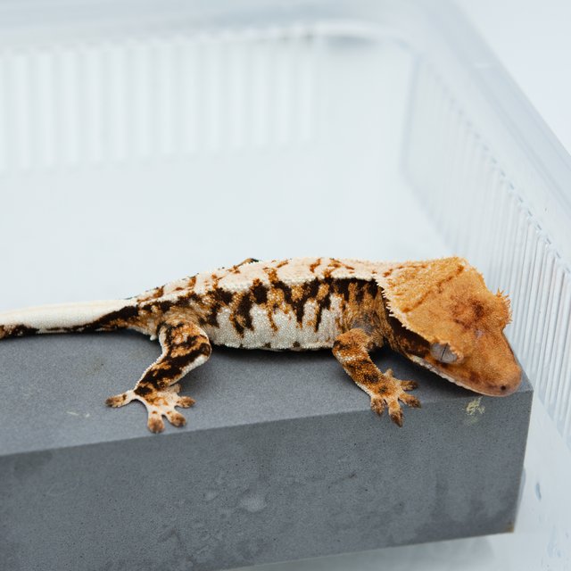 트라이 익스트림할리퀸