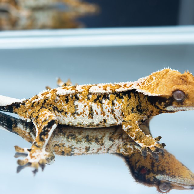 트라이 익스트림할리퀸 화이트스팟