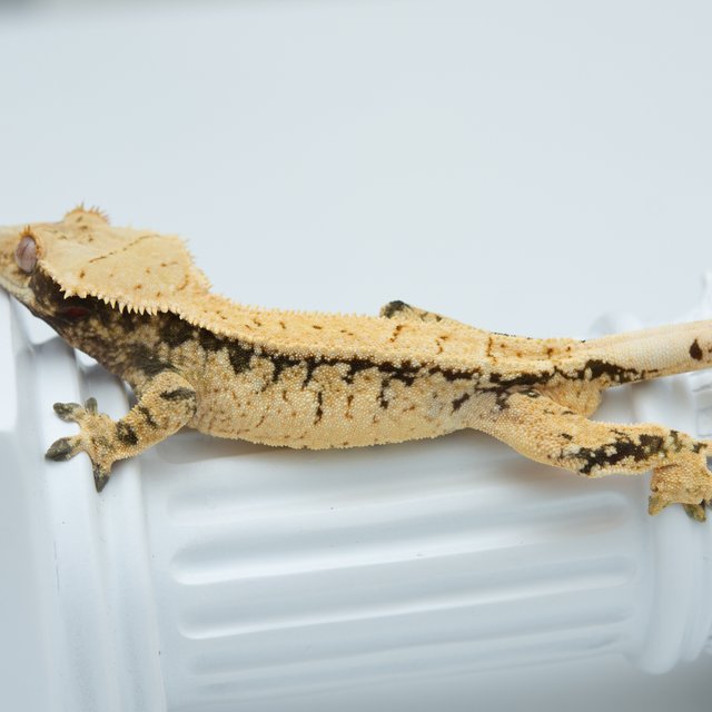 트라이 드리피 익스트림할리퀸 화이트스팟