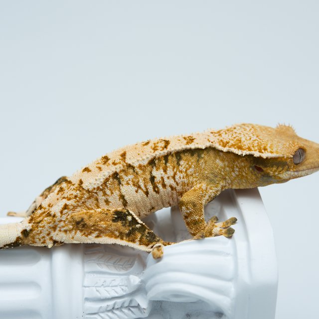 트라이 익스트림할리퀸