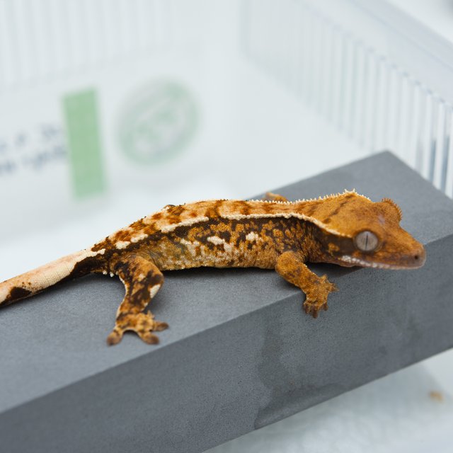 트라이 익스트림할리퀸 텐저린