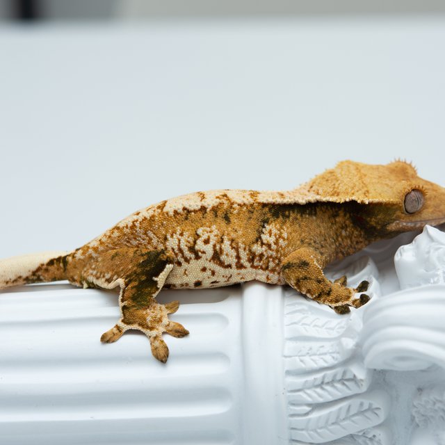 트라이 익스트림할리퀸