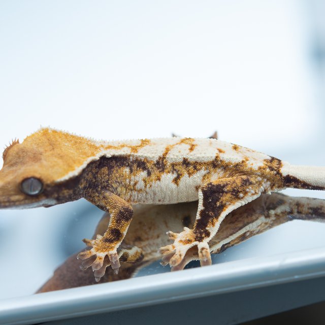 트라이 익스트림할리퀸