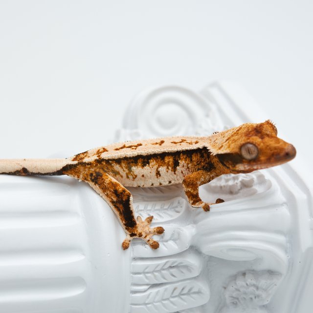 트라이 익스트림할리퀸 핀스트라이프 텐저린