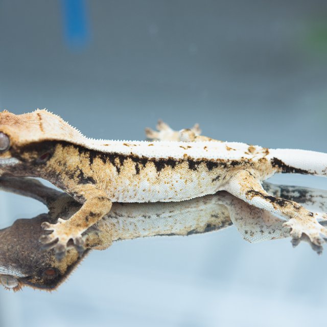 드리피 화이트스팟