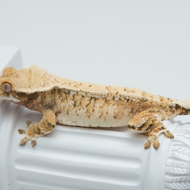 트라이 드리피 익스트림할리퀸 화이트스팟