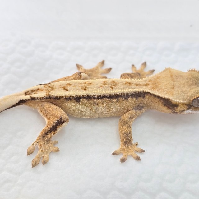 드리피 쿼드 화이트스팟