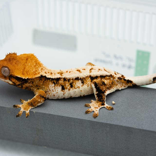 트라이 익스트림할리퀸