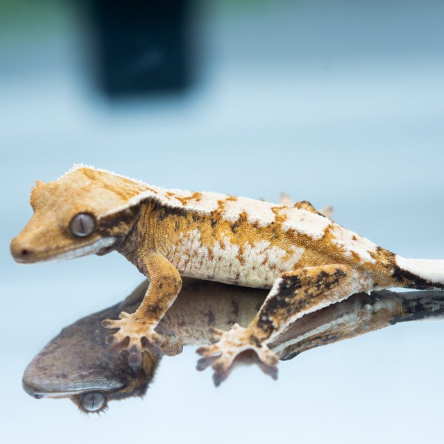 트라이 익스트림할리퀸 화이트스팟