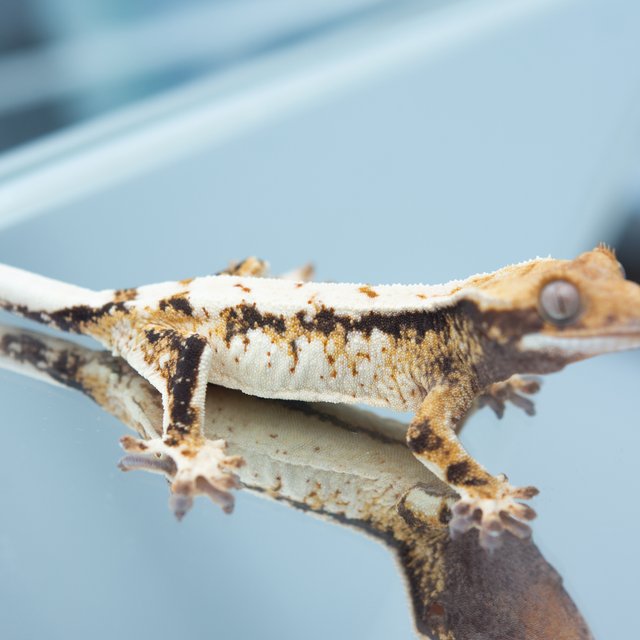 트라이 익스트림할리퀸