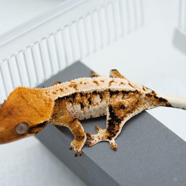 트라이 익스트림할리퀸