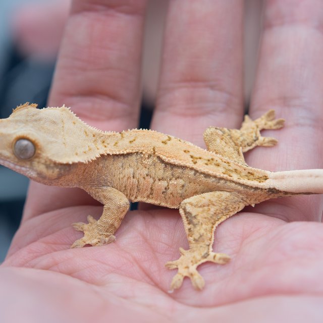 드리피 화이트스팟