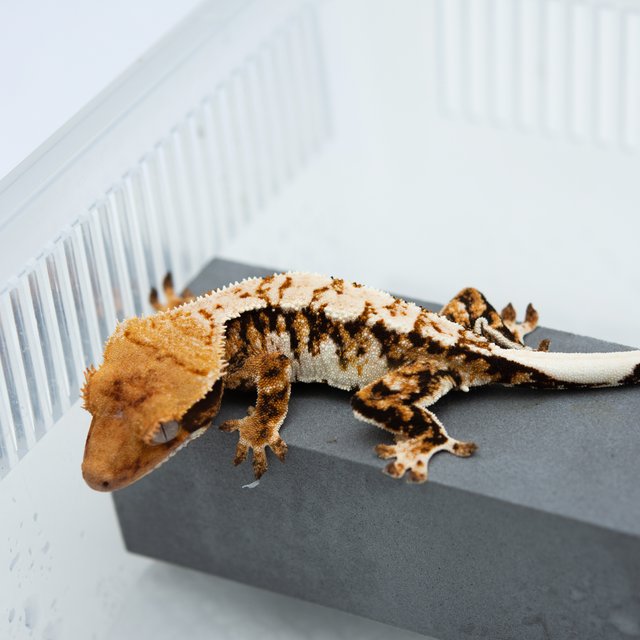 트라이 익스트림할리퀸