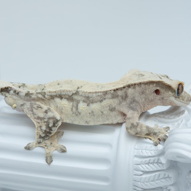 드리피 화이트스팟 크림시클 쿼드