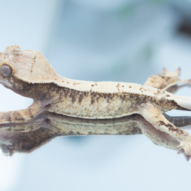 드리피 화이트스팟