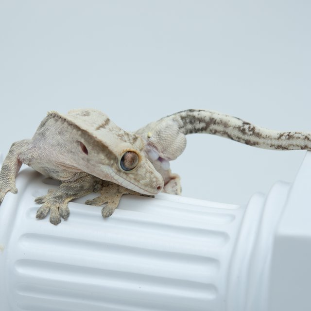 드리피 화이트스팟 크림시클 쿼드