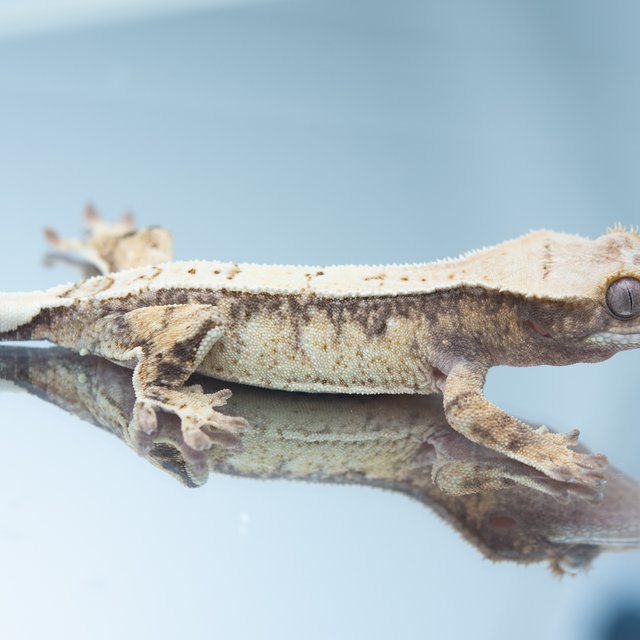 드리피 화이트스팟