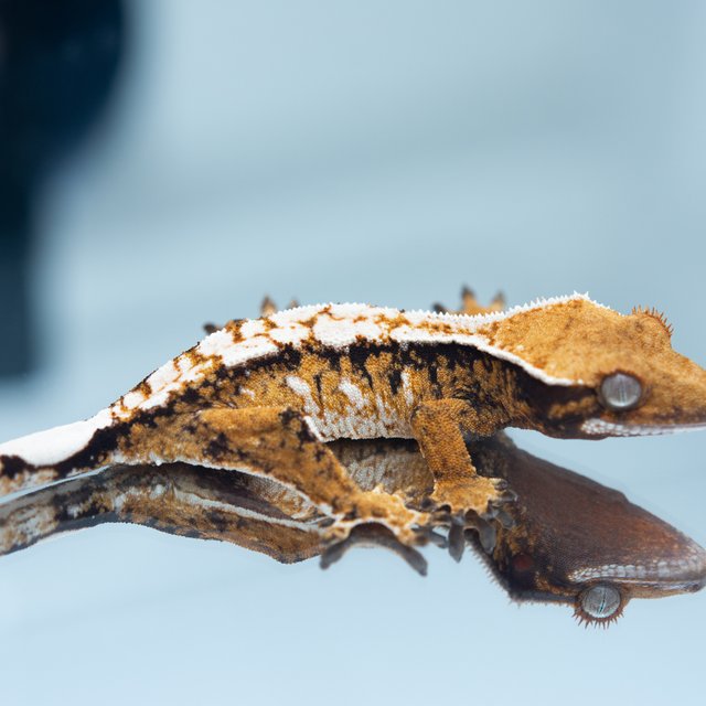 트라이 익스트림할리퀸