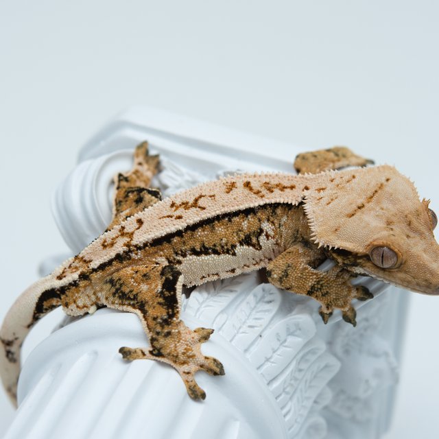 트라이 쿼드 풀핀