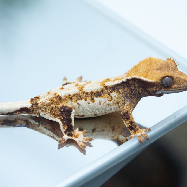 트라이 익스트림할리퀸