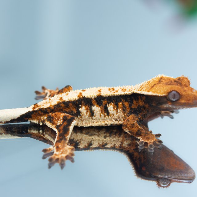 트라이 익스트림할리퀸 텐저린