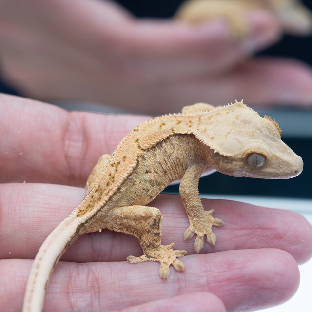 드리피 화이트스팟