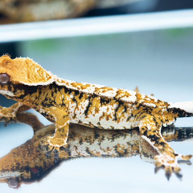 트라이 익스트림할리퀸 화이트스팟