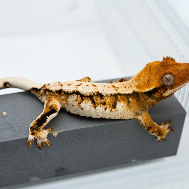 트라이 익스트림할리퀸