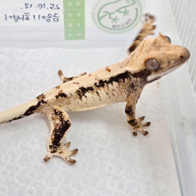 트라이 드리피 익스트림할리퀸 화이트스팟