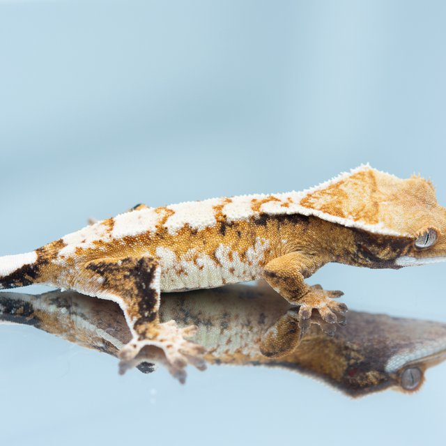 트라이 익스트림할리퀸 화이트스팟