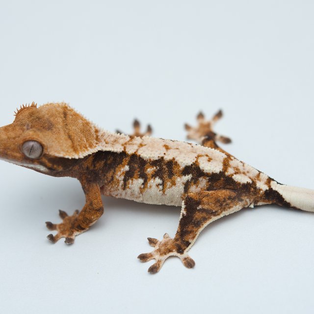 트라이 익스트림할리퀸 텐저린