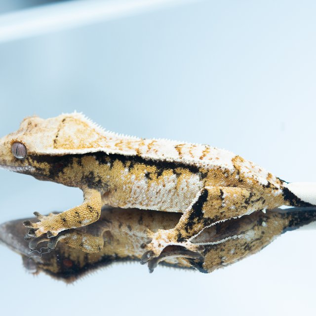 트라이 드리피 화이트스팟