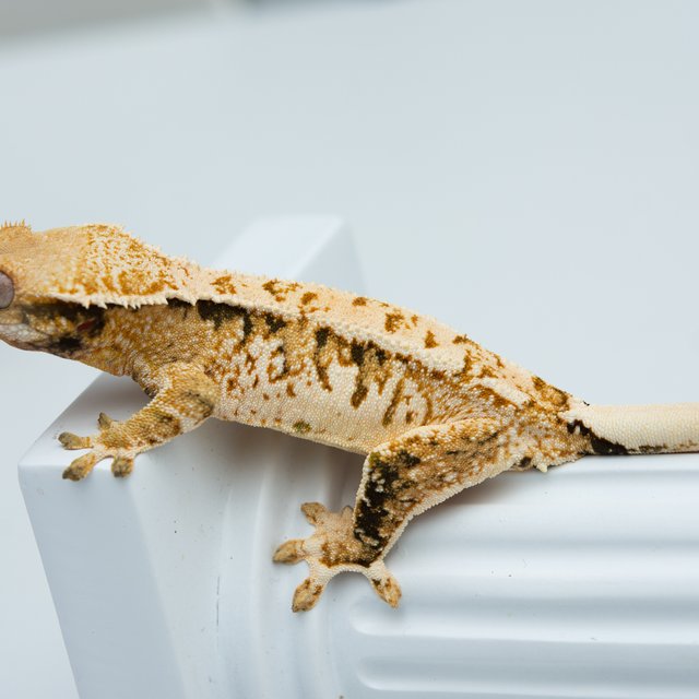 트라이 익스트림할리퀸