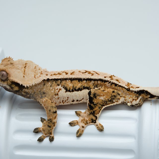 트라이 쿼드 풀핀