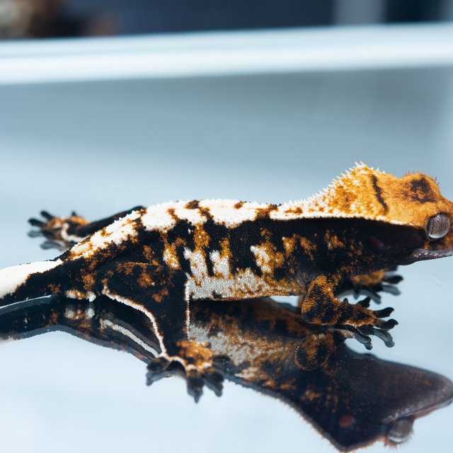 트라이 할리퀸 다크 할로윈 텐저린