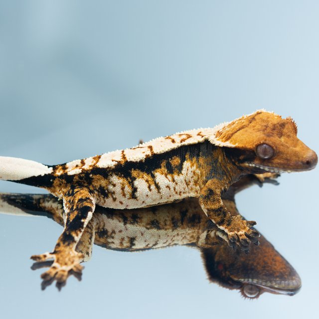 트라이 익스트림할리퀸 텐저린