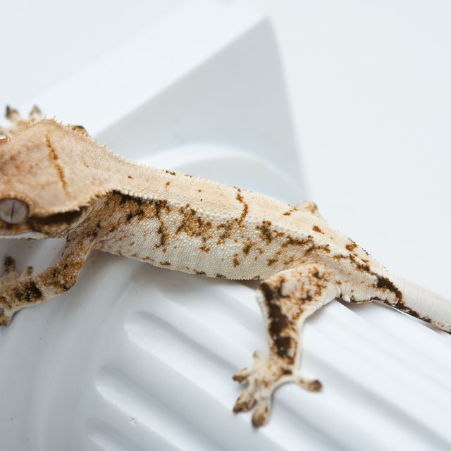 트라이 익스트림할리퀸 화이트스팟 화이트포트홀 드리피