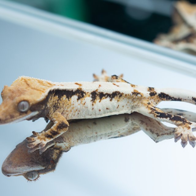 트라이 익스트림할리퀸