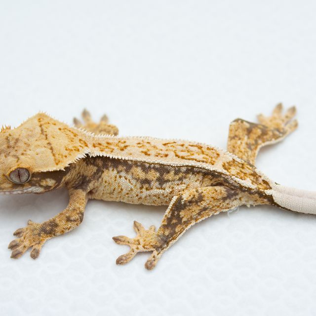 노멀 트라이 드리피 쿼드 화이트스팟