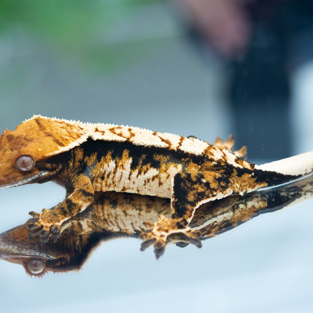 트라이 익스트림할리퀸 텐저린