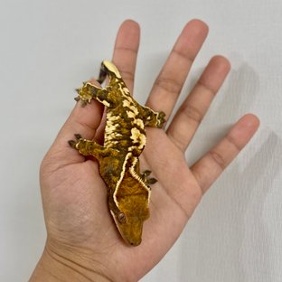 트라이 노멀 익스트림할리퀸 텐저린