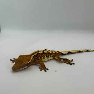 노멀 트라이 풀핀 익스트림할리퀸 텐저린